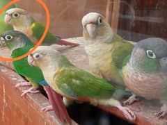 Conure, ringneck for sale
