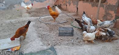 rooster and chickens for sale