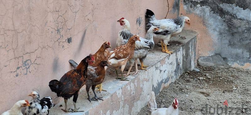 rooster and chickens for sale 2