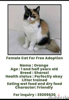 Cat for Adoption 0