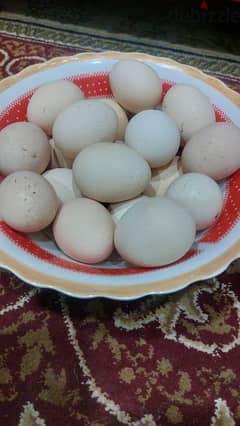 aseel eggs 500 one egg Bahraini egg 20 eggs 2 bd