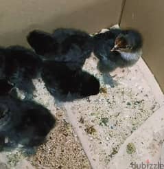 Barhama chicks