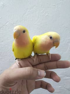 HandTame lovebirds For Sale