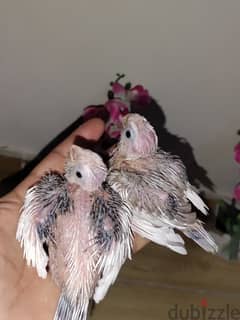 Pied chicks