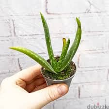 Aloe Vera Plants 0