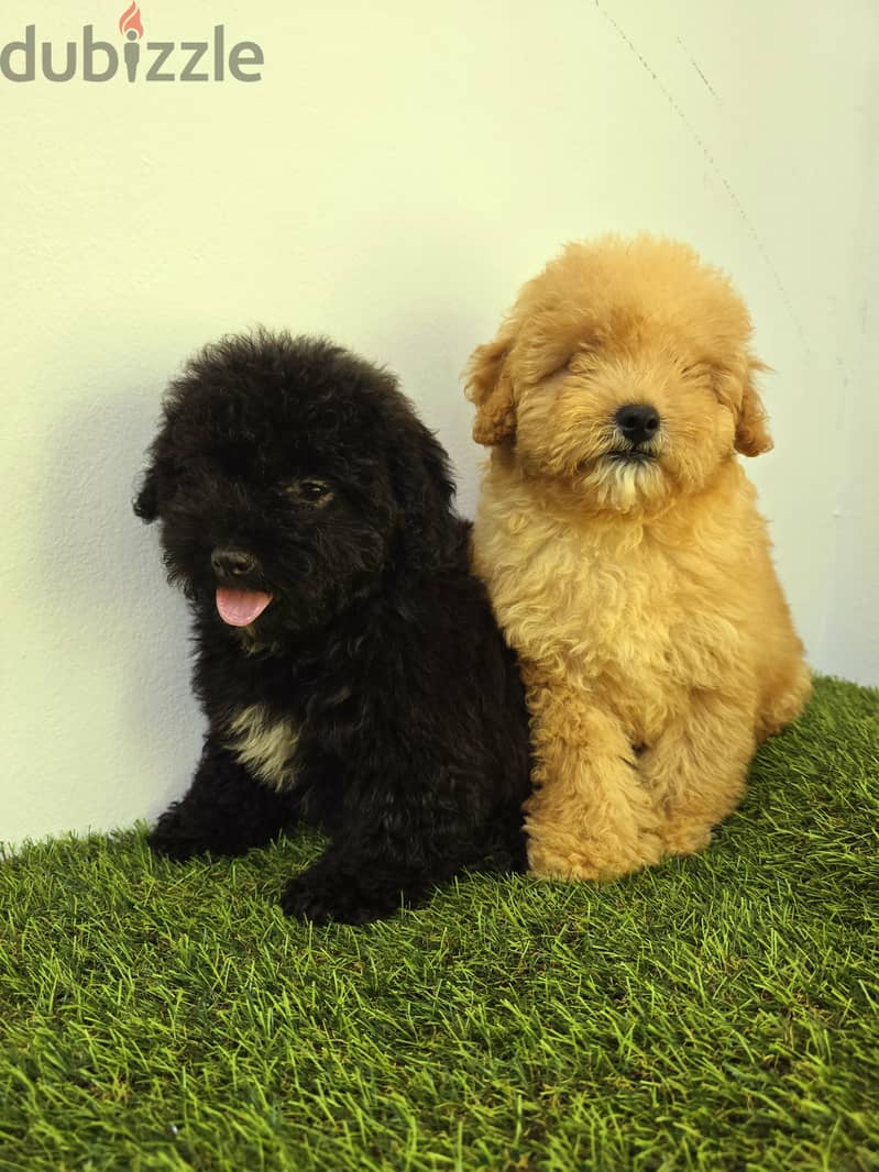SUPER HIGH QUALITY pomeranian and poodle  And Yor 2