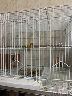 Lovebirds Pair with cage