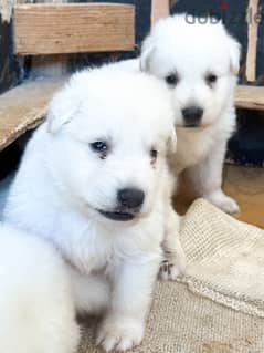 white German shepherd puppies يراوه وايت جيرمن شيبرد 0
