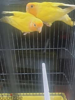 Orange love bird