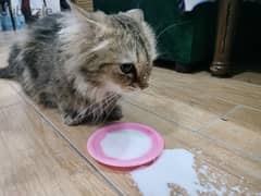 Cat for adoption free قط للتبني