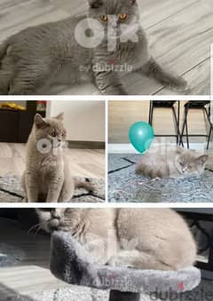 British short hair cat, for free adoption
