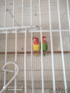 love birds pair 0