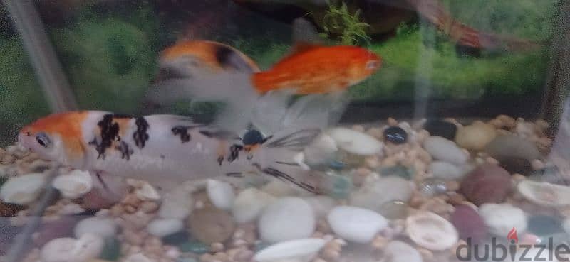 Fish tank and pump and  2 Fish for sale 2