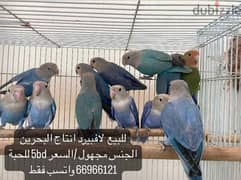love birds / طيور حب / طيور روز 0