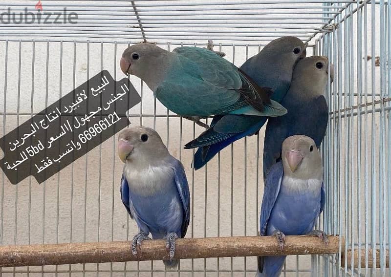 love birds / طيور حب / طيور روز 1