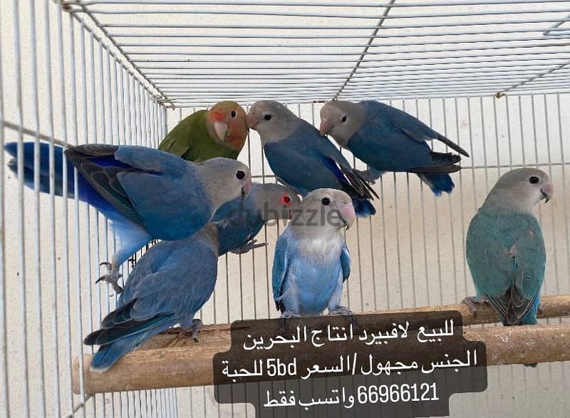 love birds / طيور حب / طيور روز 2