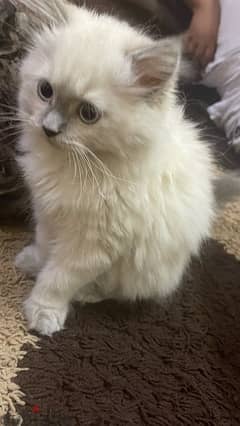 kitten sherazi