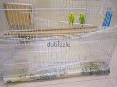 beautiful budgie  pair with big cage