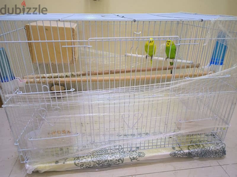 beautiful budgie  pair with big cage 1