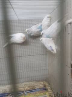 sale for 5 love bird with out cage