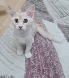 تبني مستعجل قط ذكر عمره ٤ شهور Urgent adoption a 4-month-old male cat.