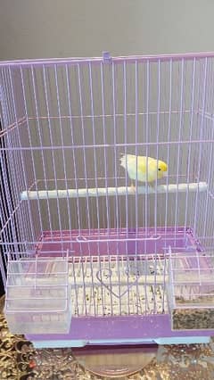 Russian Canary for sale 0