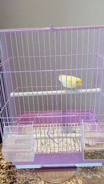 Russian Canary for sale - Birds - 105219869