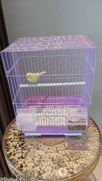 Russian Canary for sale 1