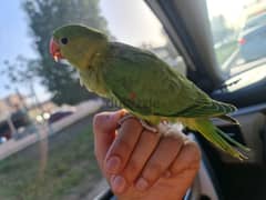 Green friendly parrot - للبيع ببغاء أخضر (متوو)