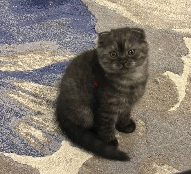 Scottish fold cats for sale 2