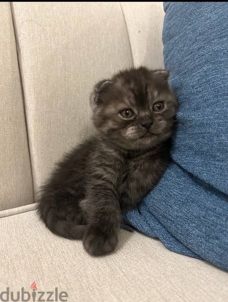 Scottish fold cats for sale 1