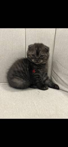Scottish fold cats for sale 0