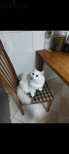 Female Persian Cat for free