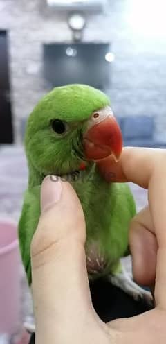 baby bird green - متوة اخضر
