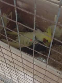 Breeder Pair With Eggs Available For Sale