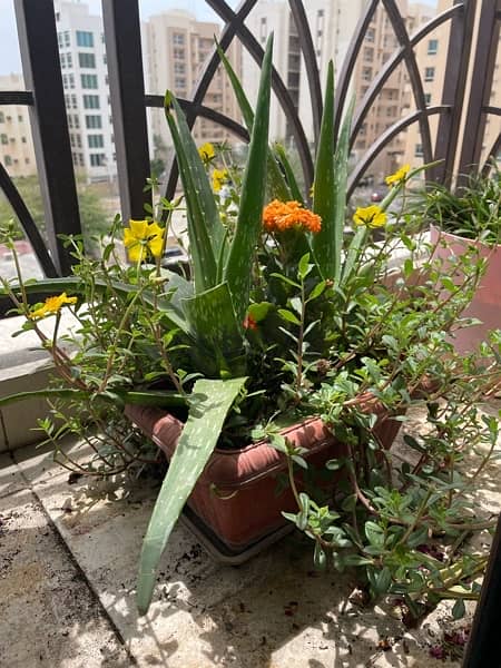 balcony flowering plants 4