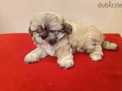 2 month old shih Tzu, Playful and active