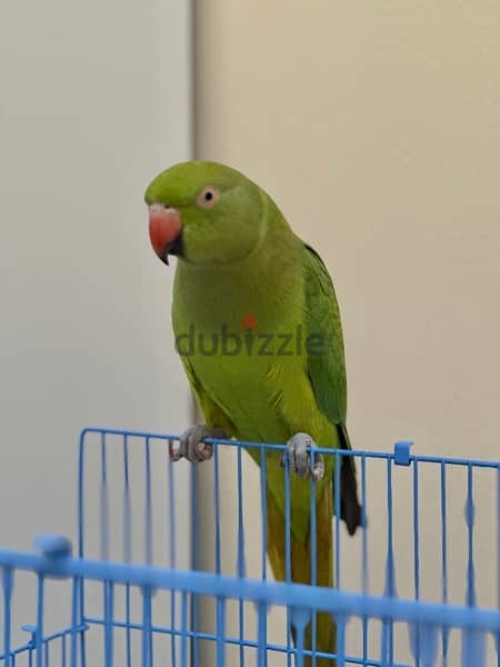 For sale Ringnick parrot<>للبيع بغبغا 1