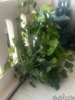 Money plant with pot  for sale 0