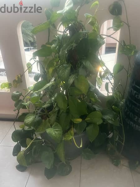 Money plant with pot  for sale 1
