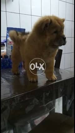 For sale chow chow high quality bread, mother & father from ukraine fo 0