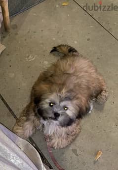 "Playful Shih Tzu Puppy for Sale - Perfect for Kids!"