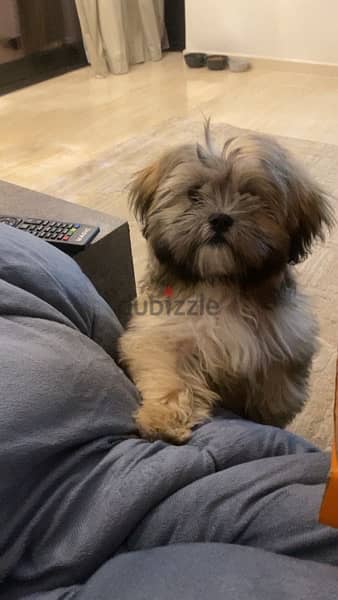 "Playful Shih Tzu Puppy for Sale - Perfect for Kids!" 1