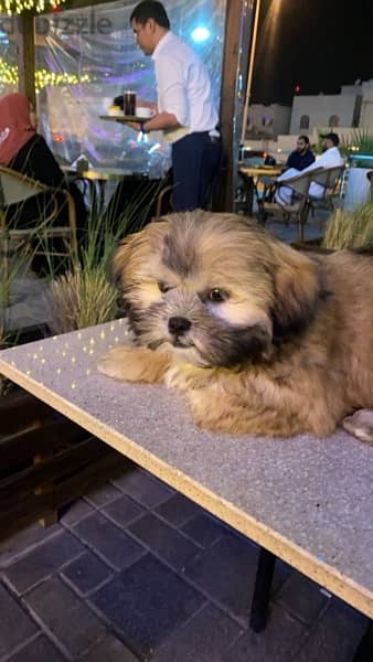 "Playful Shih Tzu Puppy for Sale - Perfect for Kids!" 2