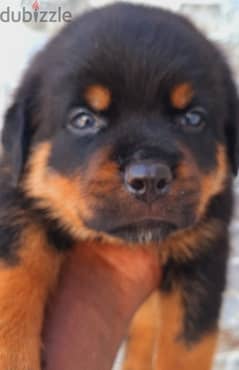 Rottweiler Puppies for Sale 0
