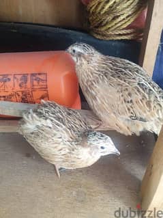 quail adults urgent for sale. . 0