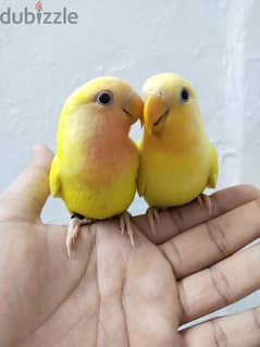 Lovebirds For Sale