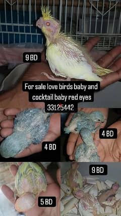 for sale cocktail baby red eyes
