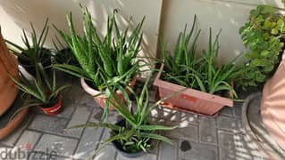 BARGAIN SALE-Grab your Aloe vera plant today