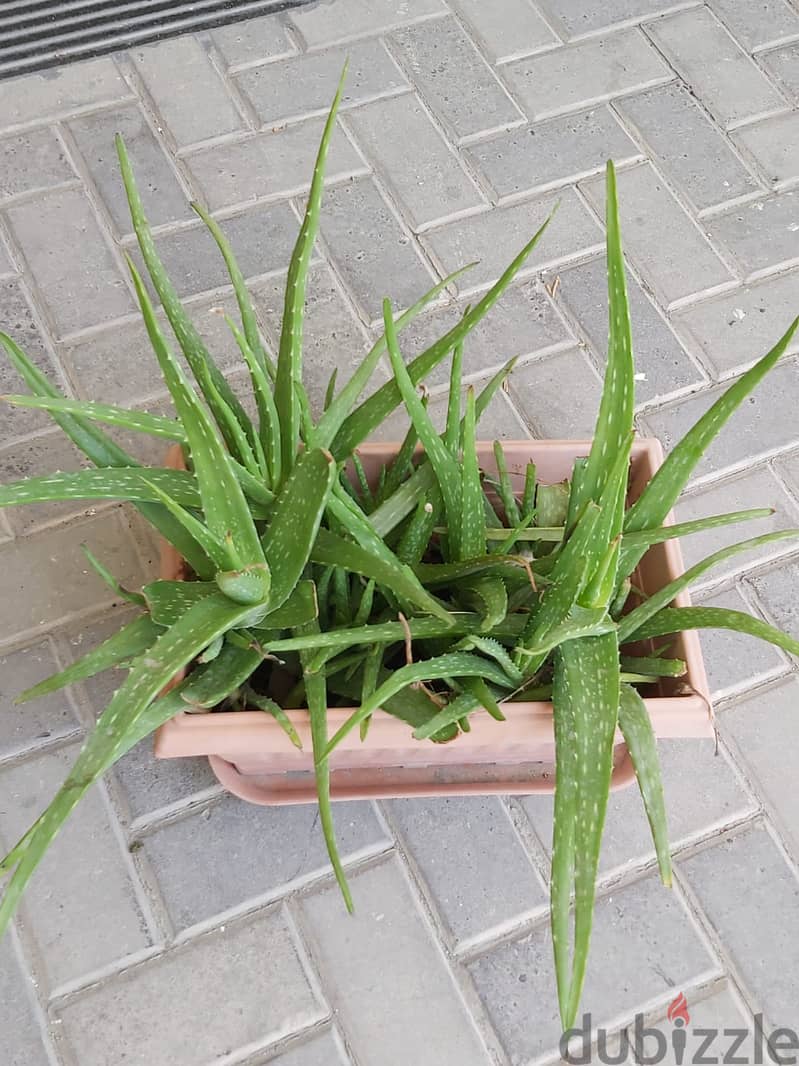 BARGAIN SALE-Grab your Aloe vera plant today 1